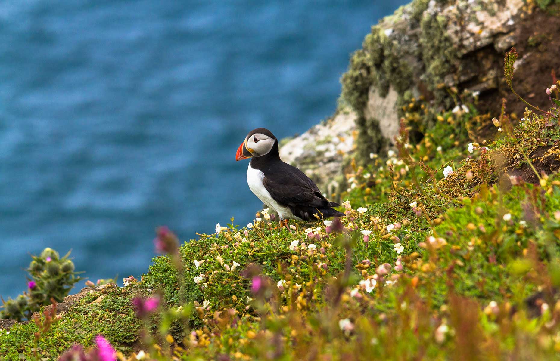 The best places to see puffins in the UK and Channel Islands